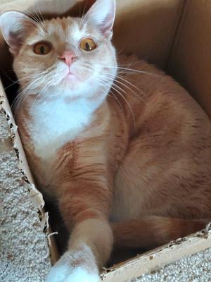 KOVU #2010 - Offered by Owner, adult, available for adoption