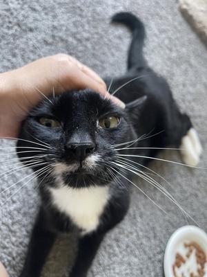 GIRL KITTY - Offered by Owner - Senior FIV+, senior, available for adoption