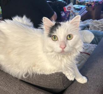 CLEMENTINE #2032- Offered by Owner - Senior Beauty, senior, available for adoption