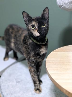 GALADRIEL - Natural Pest Control -Outside/Barn Cat, adult, available for adoption