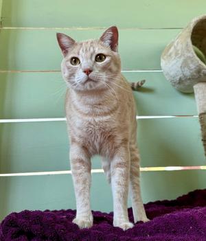 A light-colored cat with a striped pattern stands on a purple blanket in front of a green wall. The cat has large, alert eyes and is looking directly at the camera. To the right, there is a cat tree or scratching post.