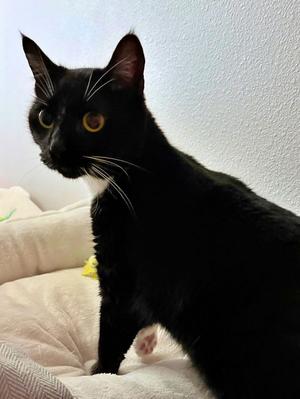 A black cat with white whiskers and a white patch on its chest.
