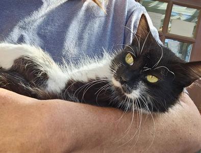 GIDGET #2024 - Offered by Owner -, available for adoption