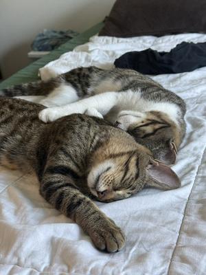 Bonded Teen brothers Frodo and Samwise, young, available for adoption