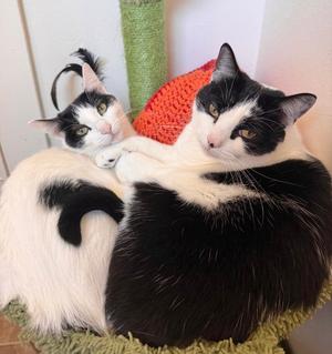 Bonded Sisters - Young  Offered by Owner, adult, available for adoption