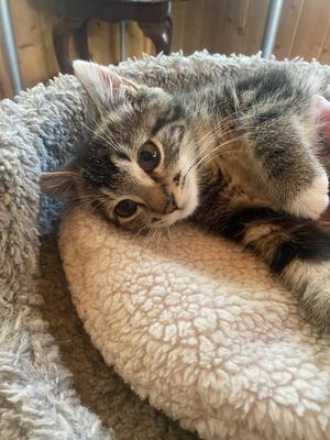 JAX, young, available for adoption