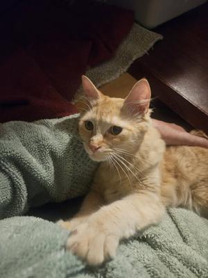 BRAD #1970 - Offered by Owner - 100% Survivor!, young, available for adoption