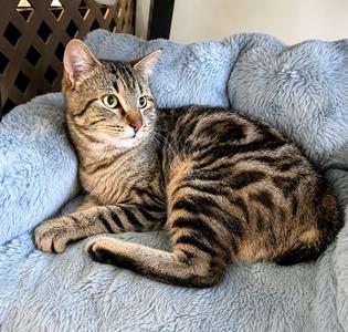 BROADWICK #2008 - Offered by Owner - exotic Tabby, young, available for adoption