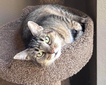 MILLIE #2045, senior, available for adoption