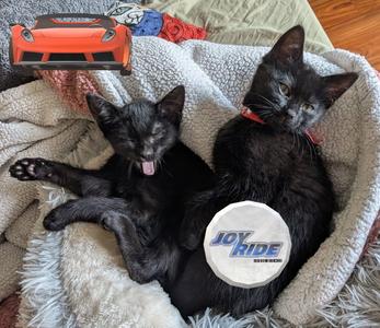 Auto Shop Brothers, young, available for adoption