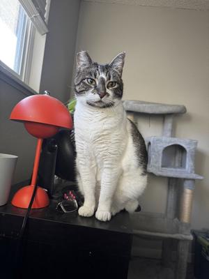 BONNIE #1966 - Offered by Owner - Family Pet, adult, available for adoption