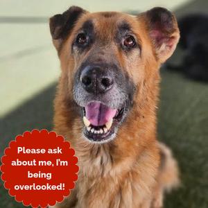 Arbor, Shepherd, adult, available for adoption