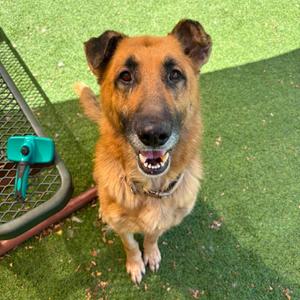 Arbor, Shepherd, adult, available for adoption