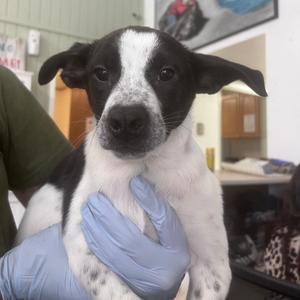 Arthur - Butler Campus, American Blue Heeler, puppy, available for adoption