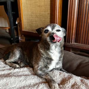 Butch- In Foster!, Chihuahua, Short Coat, senior, available for adoption