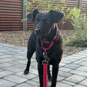 Camilla- In Foster!, Mixed Breed (Small), adult, available for adoption