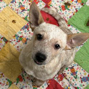 Agnetha, Cattle Dog, Australian (Red Heeler), puppy, available for adoption
