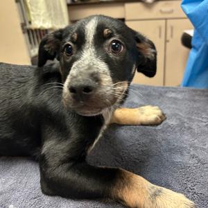 Argyle, American Blue Heeler, puppy, available for adoption