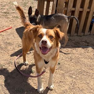 Copper- In Foster!, Shepherd, Australian, adult, available for adoption