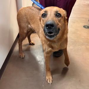 Bear-Bear, Shepherd, German, adult, available for adoption