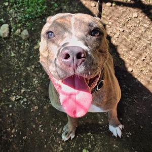 Celeste- In Foster!, Terrier, Pit Bull, adult, available for adoption