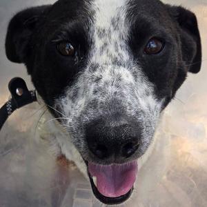 Brittany - Butler Campus!, Corgi, Cardigan Welsh, adult, available for adoption