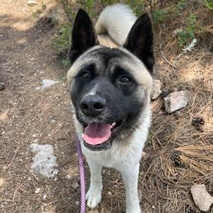 A close-up of a happy dog with a black and white face, standing outdoors on a dirt path. The dog has pointed ears, a pink tongue, and is wearing a purple leash.
