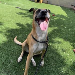 A happy, tan-colored dog with its tongue out, sitting on green grass.