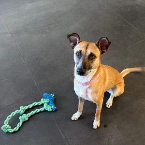 Alexa- In Foster!, Malinois, Belgian, adult, available for adoption