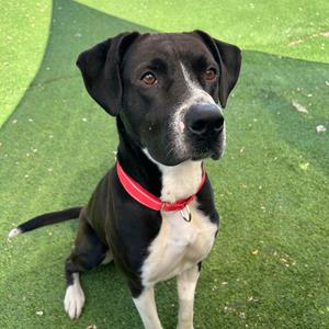 Coop, Mixed Breed (Large), adult, available for adoption