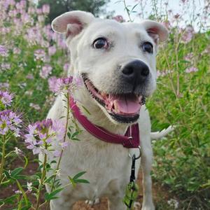 Bella - In Foster!, Terrier, Pit Bull, adult, available for adoption