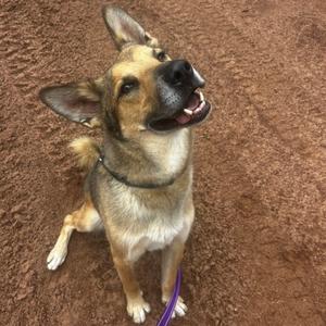 A German Shepherd dog sitting on a brown surface, looking up with its mouth open and tongue out.