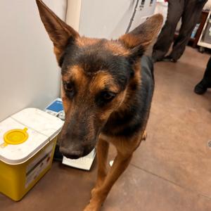 Bart, Shepherd, German, adult, available for adoption