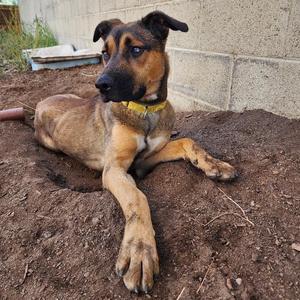 A brown and black dog with a yellow collar is lying on the ground in a dirt area.