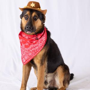 A dog wearing a cowboy hat and a red bandana