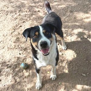 A black, white, and brown dog standing on a dirt ground with a ball nearby.