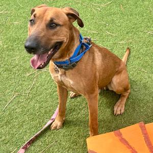 A brown dog with a blue collar sitting on green grass, looking at the camera with its mouth open.