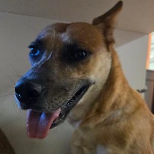 Choco, Malinois, Belgian, adult, available for adoption