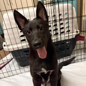 Bolt - Butler Campus!, Mixed Breed (Medium), puppy, available for adoption