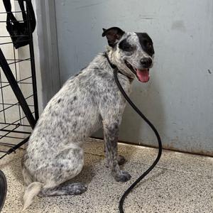 A black and white spotted dog sitting on a tiled floor, wearing a black leash.