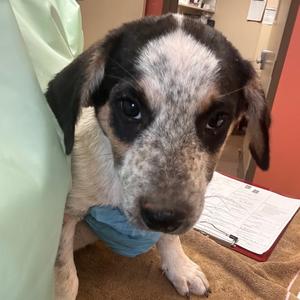 Bunny, Cattle Dog, puppy, available for adoption