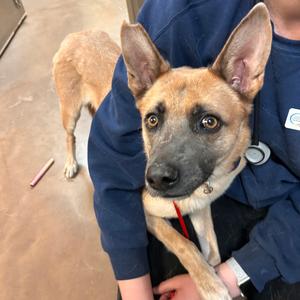 Cutie, Shepherd, German, adult, available for adoption