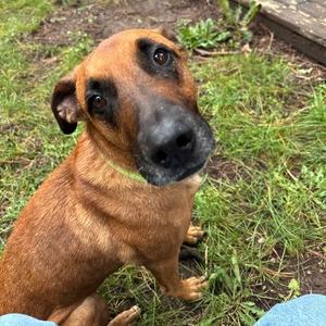 Cody- In Foster!, Mixed Breed (Large), adult, available for adoption