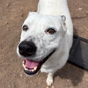 Caiman, Mixed Breed (Medium), adult, available for adoption