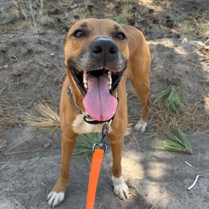A brown and white pitbull-type dog with a bright orange leash looking directly at the camera with its tongue hanging out.
