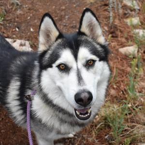 Atlas - Butler Campus, Husky, adult, available for adoption