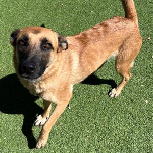 Cinnamon, Malinois, Belgian, adult, available for adoption