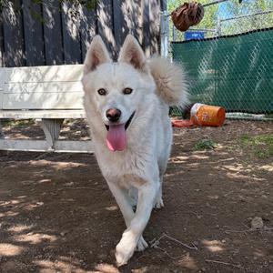 Cascade- In Foster!, Husky, adult, available for adoption