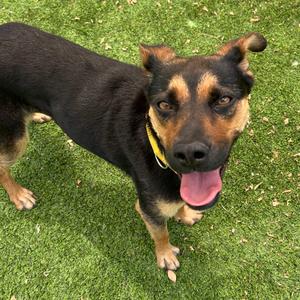 Bex - Butler Campus!, Shepherd, adult, available for adoption