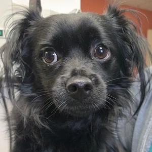 Belfry, Chihuahua, Long Coat, adult, available for adoption